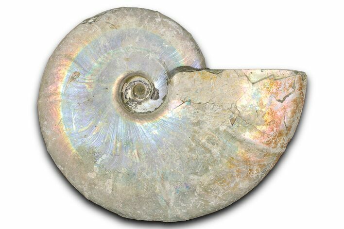 Silver Iridescent Ammonite (Cleoniceras) Fossil - Madagascar #346717